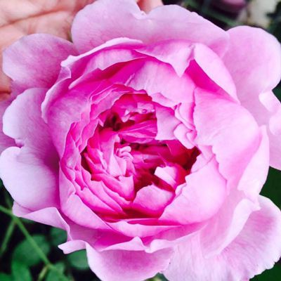 Nahaufnahme einer pinkfarbenen, gefüllten Rosenblüte